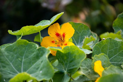 Bright Yellow Nasturtium Garden Blooms