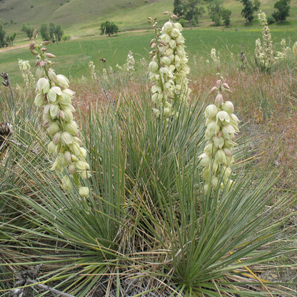 Yucca Glauca Flower Seeds