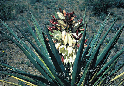Banana Yucca Fruit Seeds