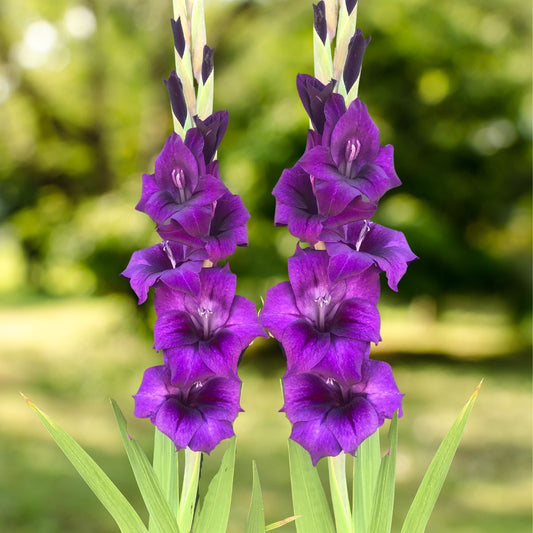 Purple Gladiolus Flower Seeds