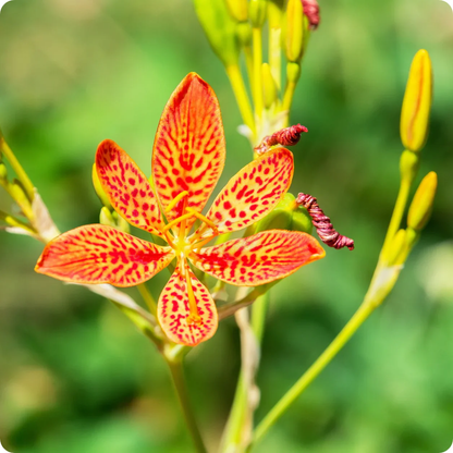 Belamcanda Chinensis Flower Seeds