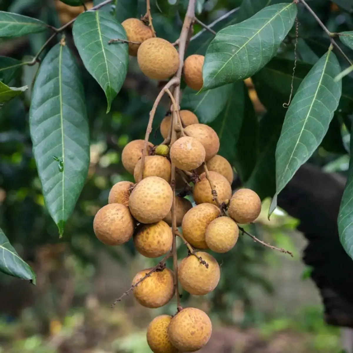 Dwarf Longan Fruit Seeds