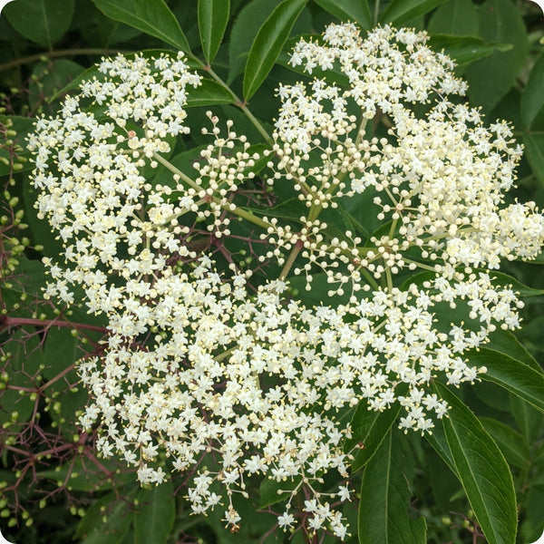 Elderberry Seeds Improved Cultivar Mix Sambucus Nigra heirloom non-gmo organic garden seeds