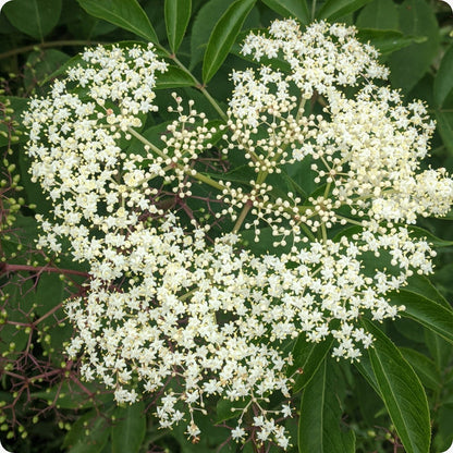 Elderberry Seeds Improved Cultivar Mix Sambucus Nigra heirloom non-gmo organic garden seeds