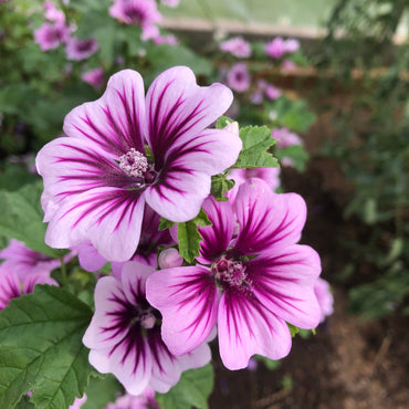 Zebra Mallow Flower Seeds
