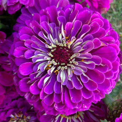 Deep Purple Zinnia Flower seeds for Planting - Compact Growth, Heirloom & GMO Free Seeds for Home Garden
 
 Sale