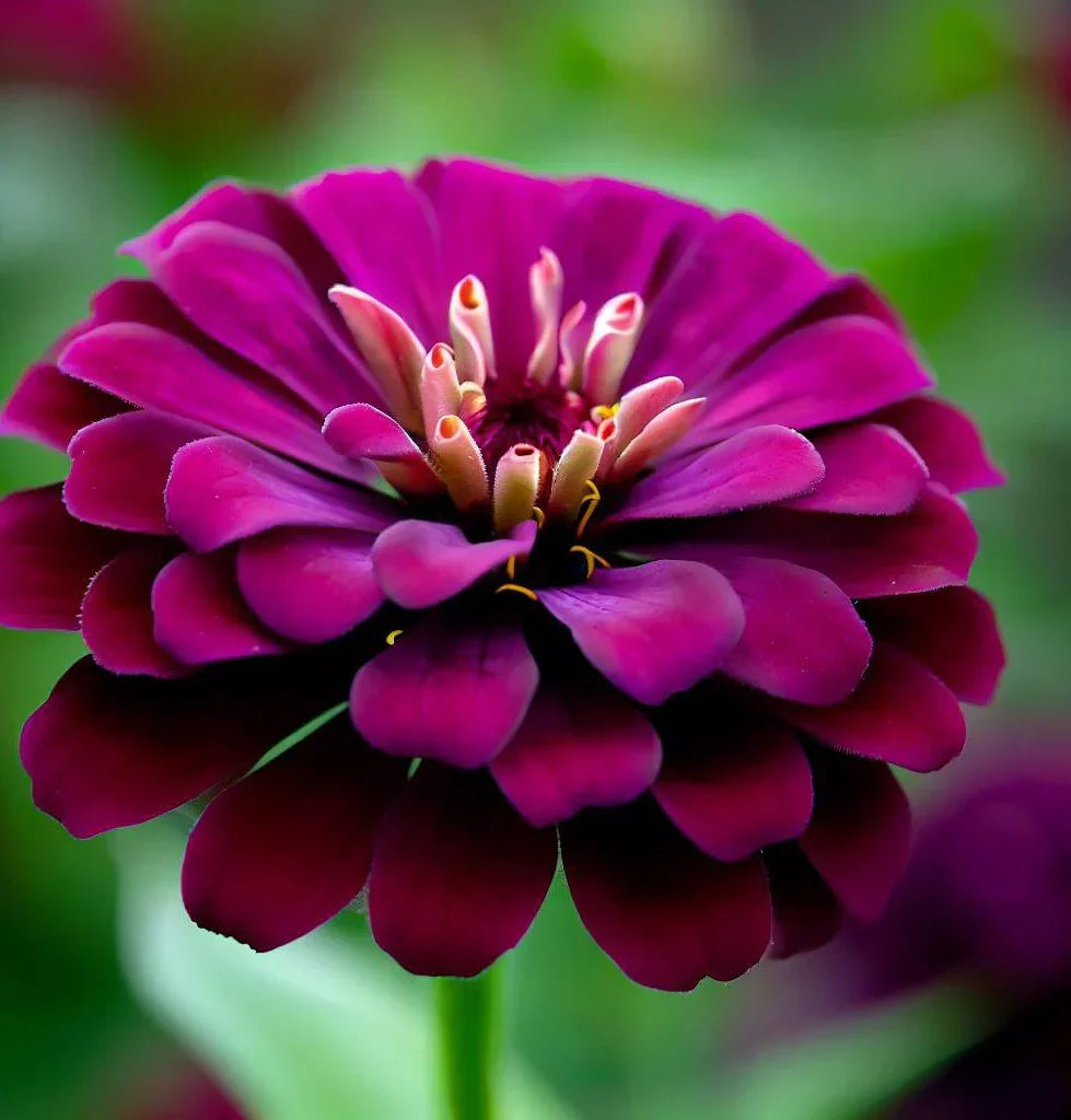 Zinnia Flower Seeds For Vibrant Violet Blooms - Seed A Stunning Addition To Your Garden