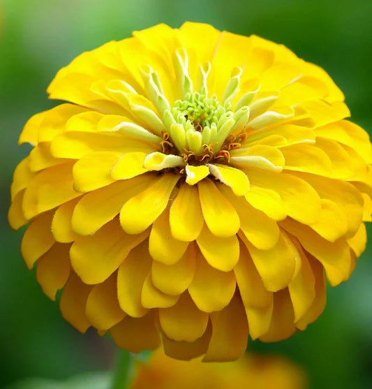 Canary Bird Zinnia Flower Seeds