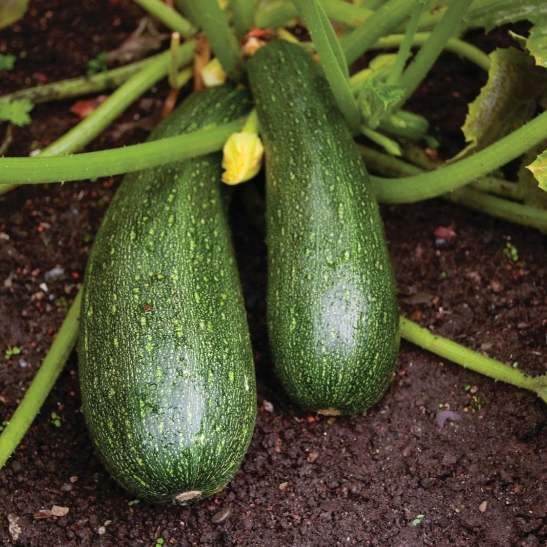 Zucchini  Vegetable Seeds