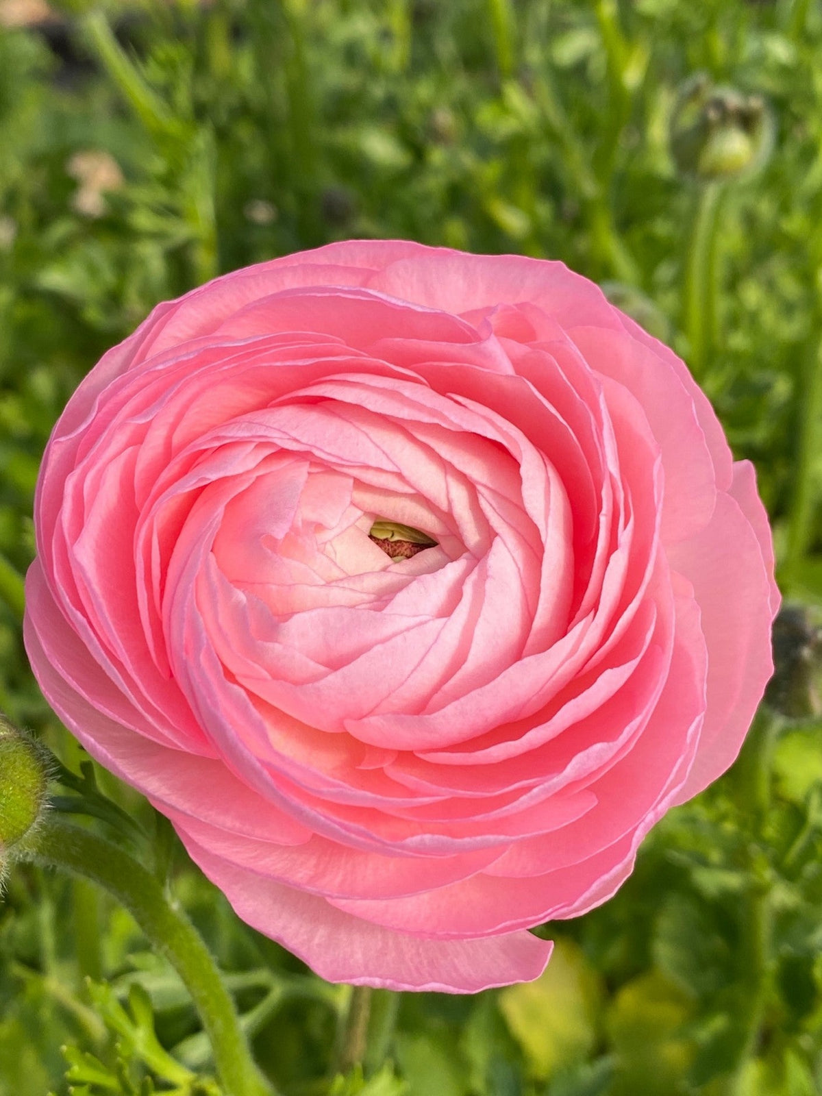 Ranunculus (Ranunculus Perennial) seeds for planting in home garden