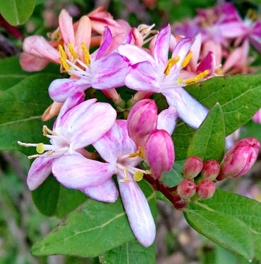 Tatarian Honeysuckle Flower Seeds