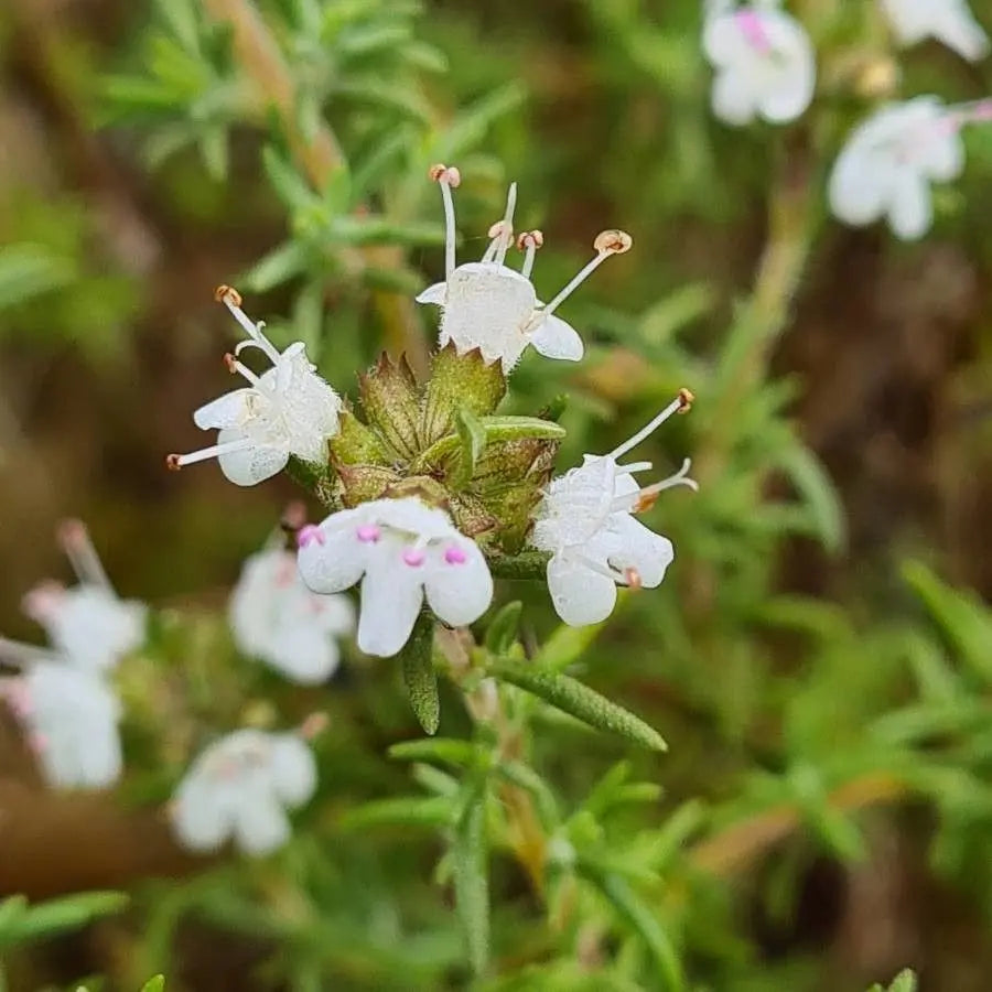 Thymus Mastichina Herb Seeds