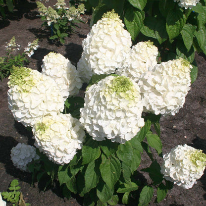 Hydrangea Paniculata Flower  Seeds
