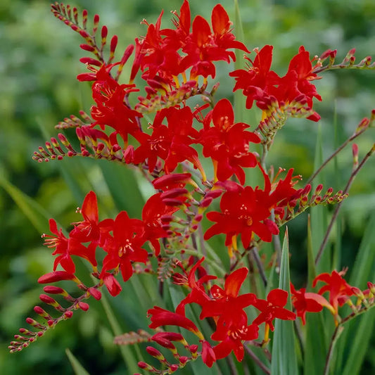 Crocosmia Flower seeds for Planting - Wildflower Mix, Heirloom & GMO Free Seeds for Home Garden