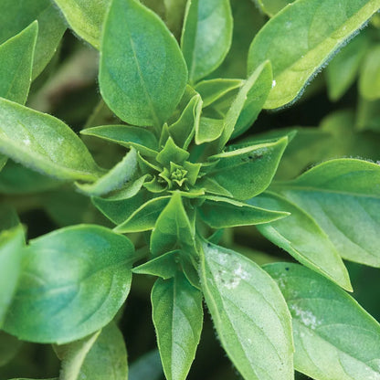 Dwarf Greek Basil Herb Seeds