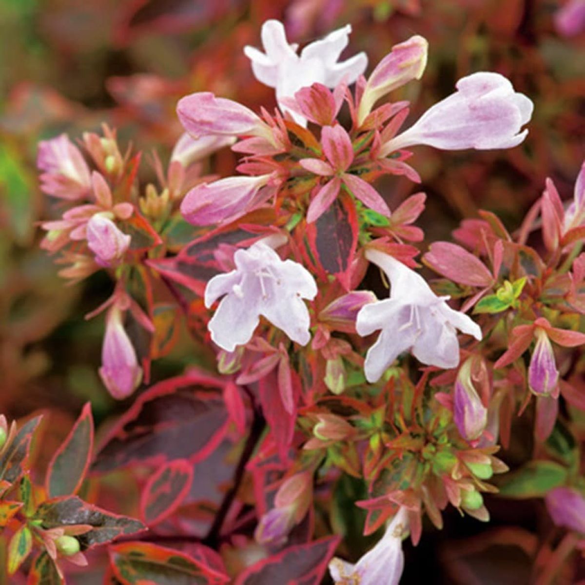 Red Abelia Flower seeds for Planting Drought Tolerant Heirloom & GMO Free Seeds for Home Garden 
 
 Sale seeds for home garden planting
