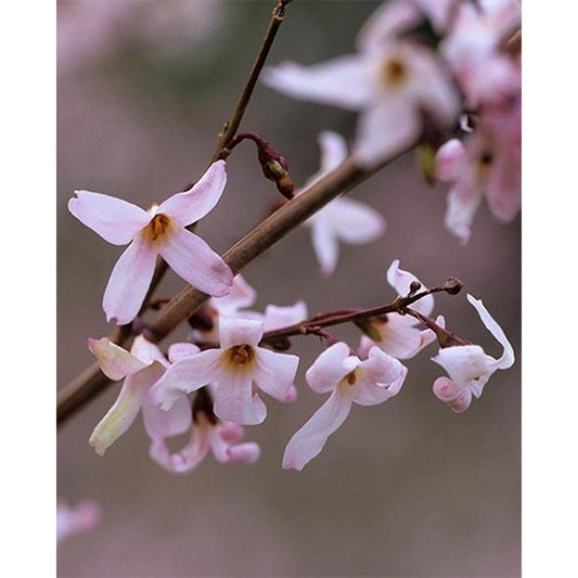 Pink Trifoliate Forsythia Flower seeds for Planting - Colorful Display, Heirloom & GMO Free Seeds for Home Garden
 
 Sale seeds for planting in home garden