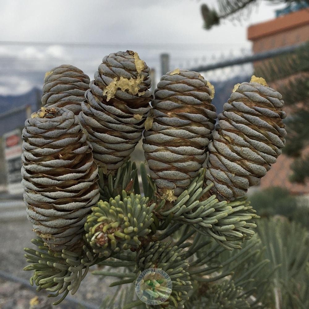 Abies Concolor seedlings sprouting in garden tray ready for transplanting.