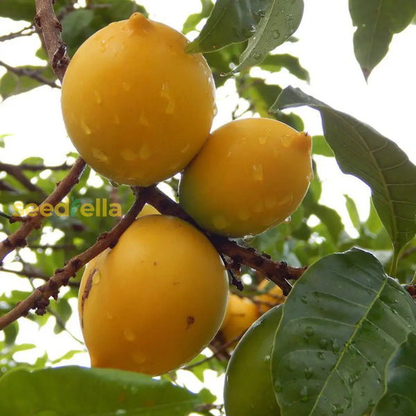 abiu-seeds-for-easy-