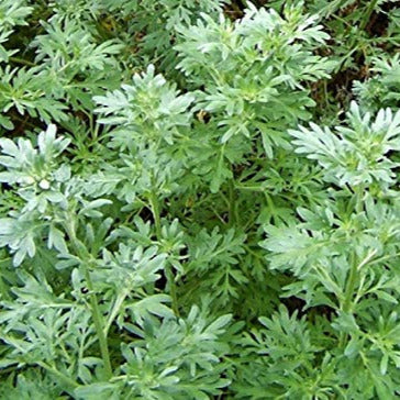 Absinthe Wormwood (Artemisia Absinthium) Green Ginger Herb Flower Seeds
