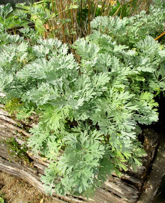 Absinthe Wormwood Artemisia Absinthium Green Ginger Herb Flower Seeds heirloom non-gmo organic garden seeds