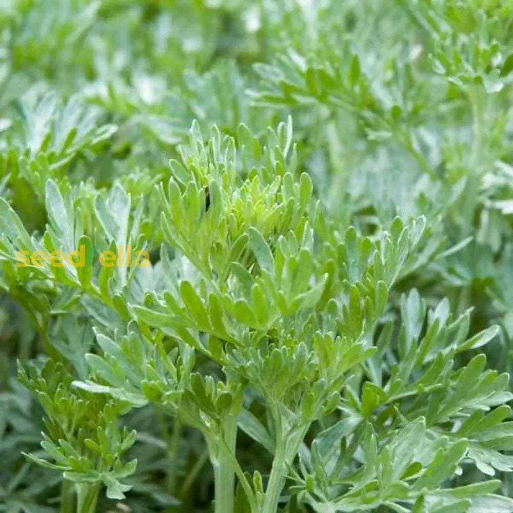 Absinthe Wormwood Seeds For Planting - Premium Quality Flower