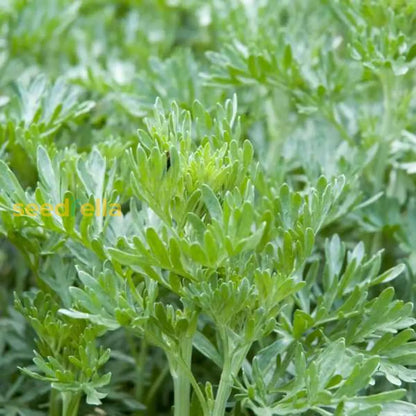 Absinthe Wormwood Seeds For Planting - Premium Quality Flower