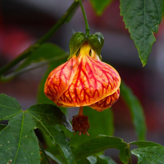 Abutilon Bellevue Flower Seeds for Planting
