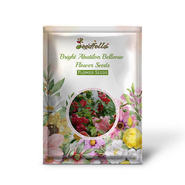 Abutilon Bellevue Mixed Color Blooms