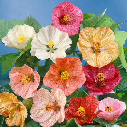 Close-Up of Abutilon Bell-Shaped Flowers