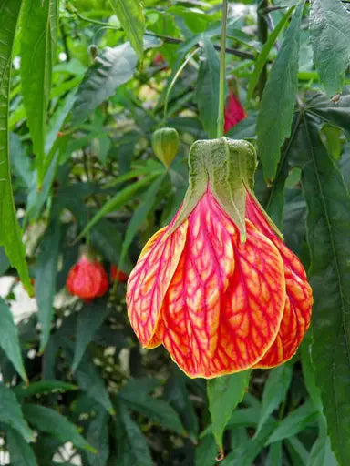 Abutilon Striatum plants growing in garden