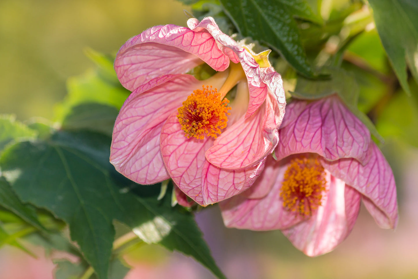 Abutilon Flower Plant Growing in a Pot