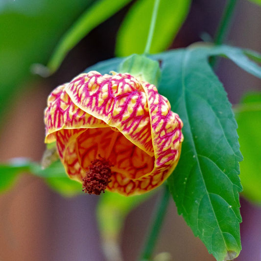 Abutilon Striatum Flower Seeds for planting