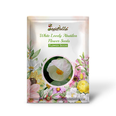 White Abutilon flower blooming in garden