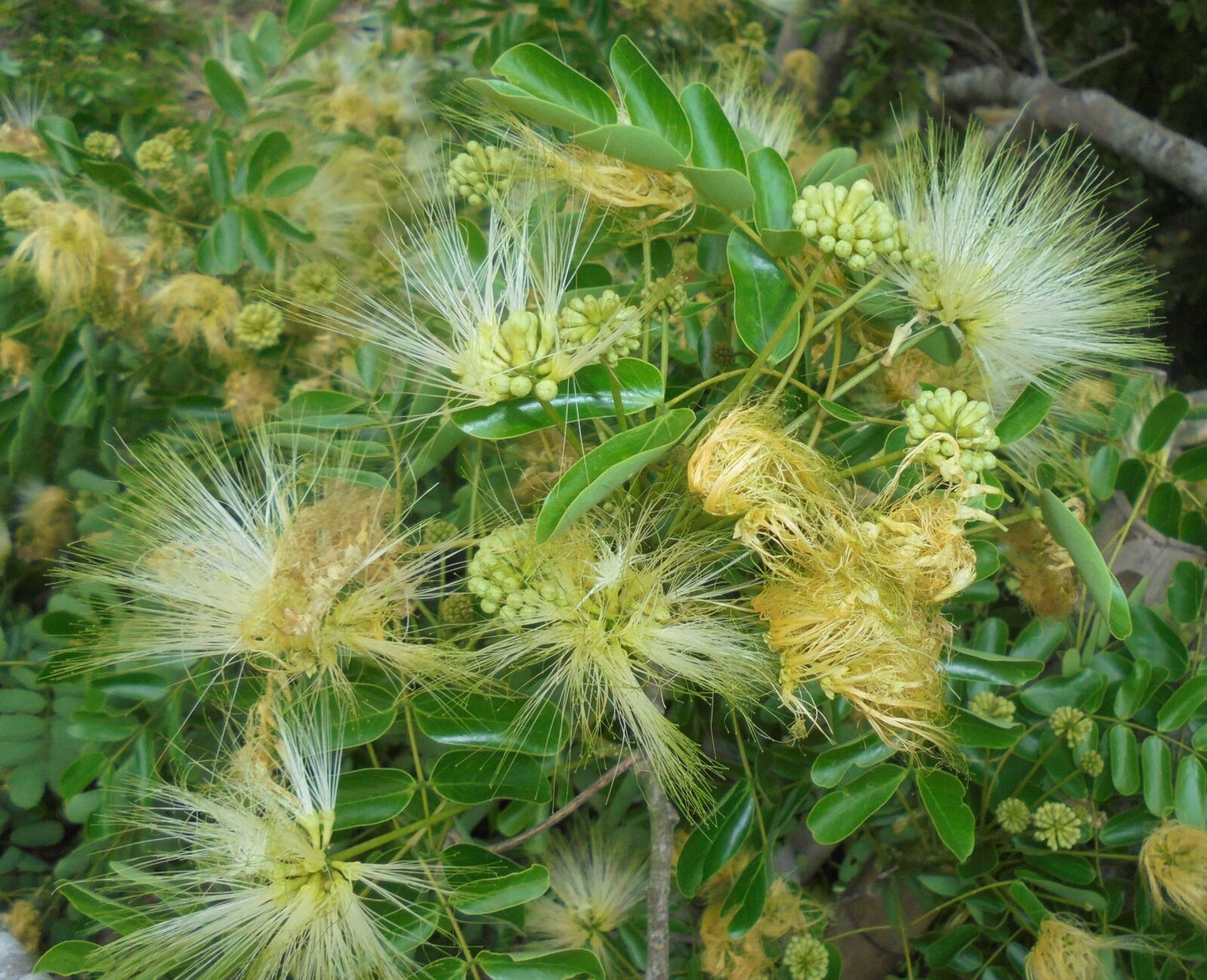 Semillas de la planta Albizia Lebbeck