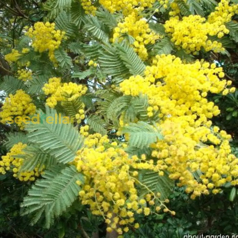 Acacia Yellow Perennial Flower Seeds For Planting | Easy To Grow Garden