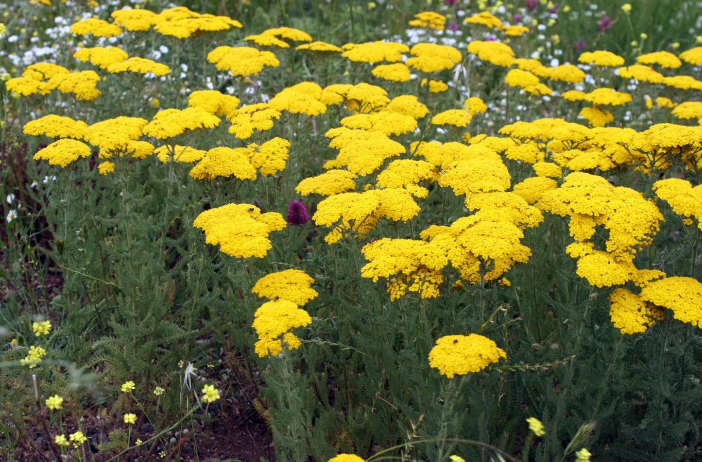 Achillea Colorful Blooms Seeds  Grow Vibrant Yarrow Flowers