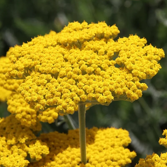 Achillea 'Great Lakes Yellow' Seeds - Bright Yellow Perennial with Robust Growth
