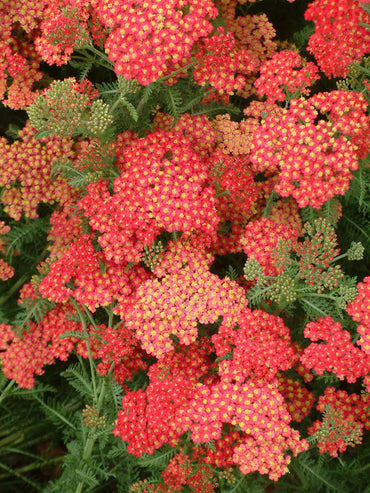 Achillea 'Fanal' Seeds - Deep Red Perennial with Bold Flower Clusters