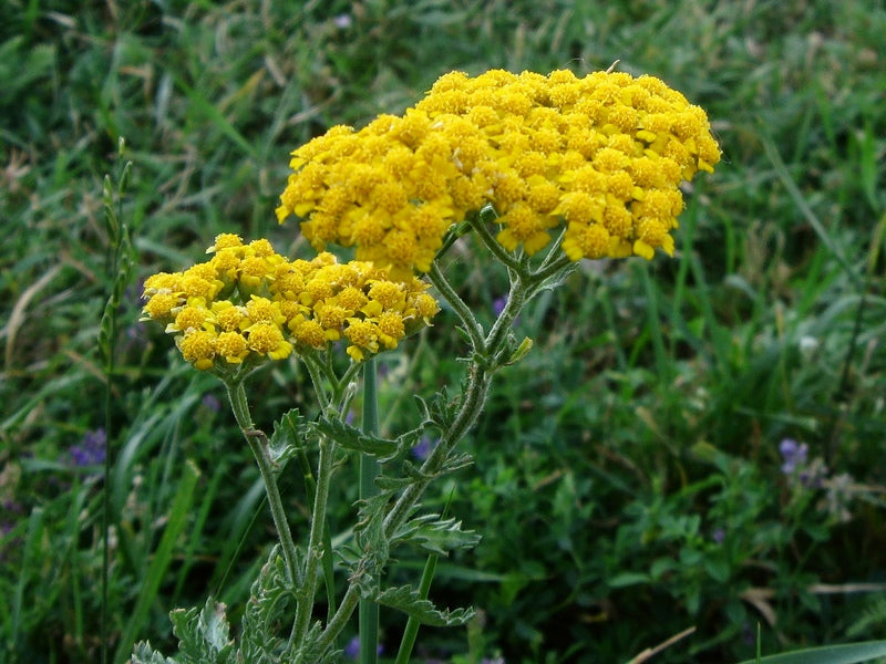 Achillea Garden Planting Seeds  Drought-Tolerant Perennial