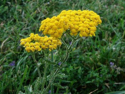 Achillea Garden Planting Seeds  Drought-Tolerant Perennial