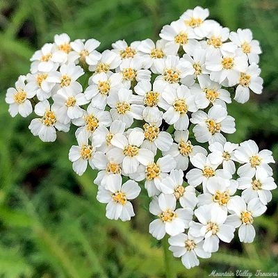 White Yarrow (Achillea millefolium)
