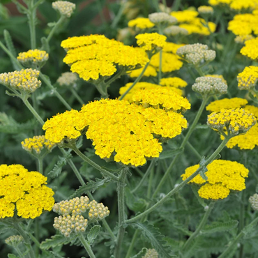 Achillea 'Moonshine' Seeds - Bright Yellow Perennial with Silver-Gray Foliage
