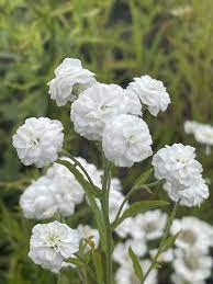 Pearl Yarrow (Achillea ptarmica) White Double Herb Flower Seeds