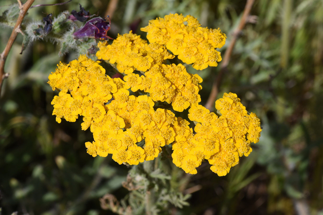 Achillea Seeds for Planting  Non-GMO Yarrow Flower Seeds