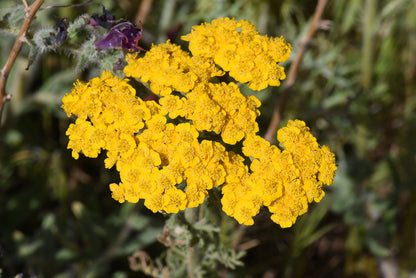 Achillea Seeds for Planting  Non-GMO Yarrow Flower Seeds