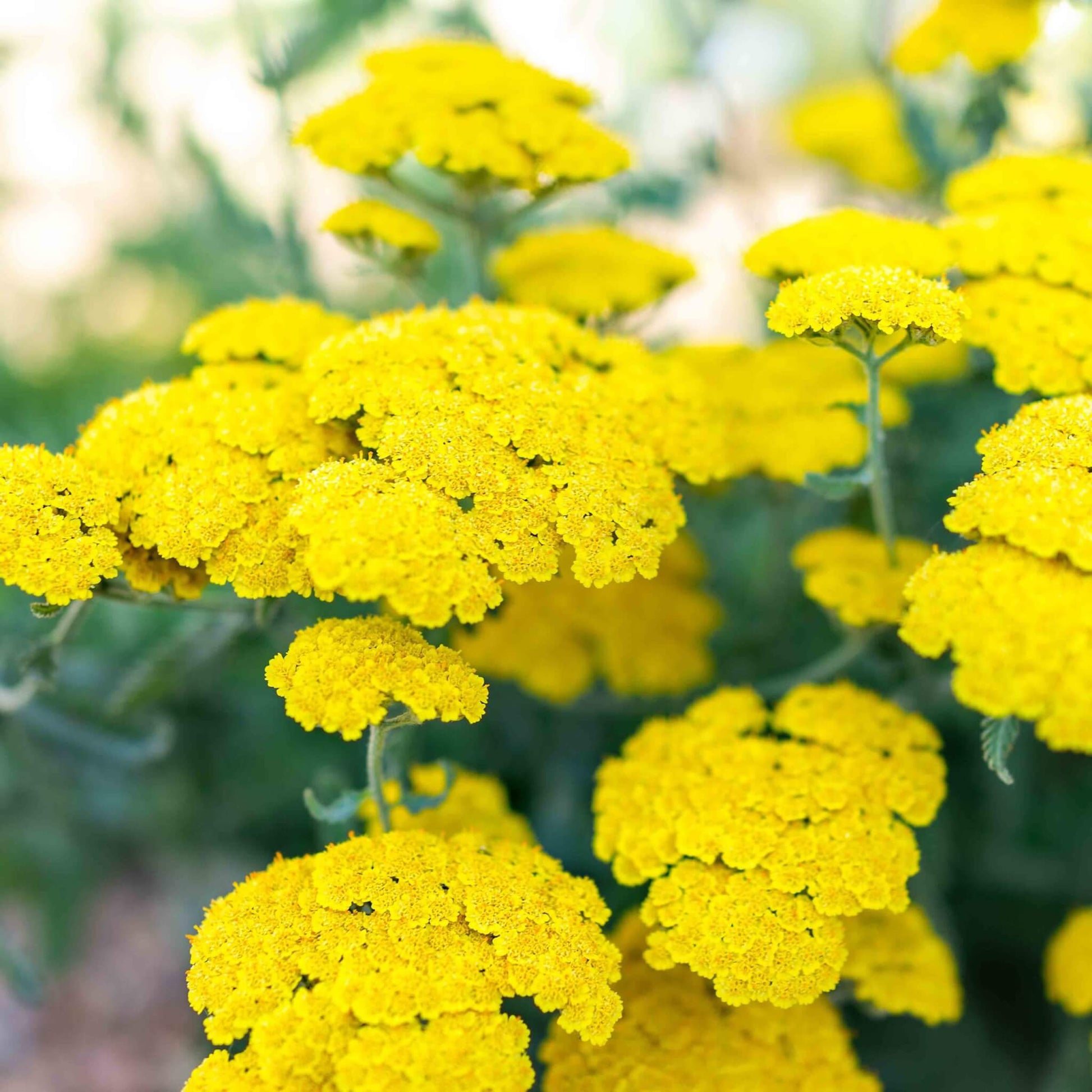 Achillea Yellow Blooms in Home Garden
