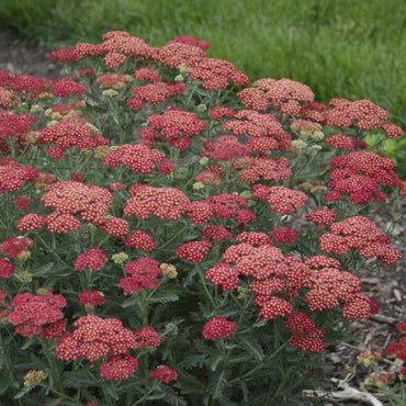 Achillea 'Firefly' Seeds - Bright Yellow and Red Perennial with Compact Growth
