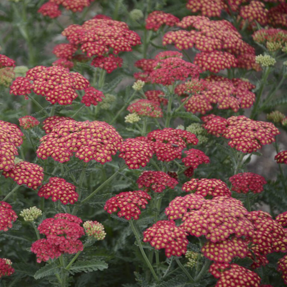 Achillea 'Firefly' Seeds - Bright Yellow and Red Perennial with Compact Growth