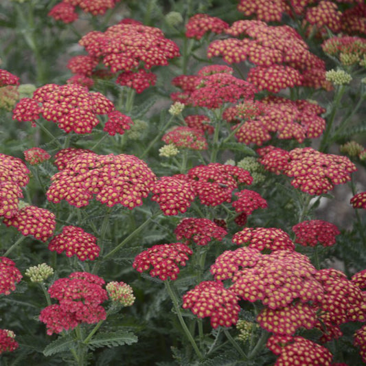 Achillea 'Firefly' Seeds - Bright Yellow and Red Perennial with Compact Growth
